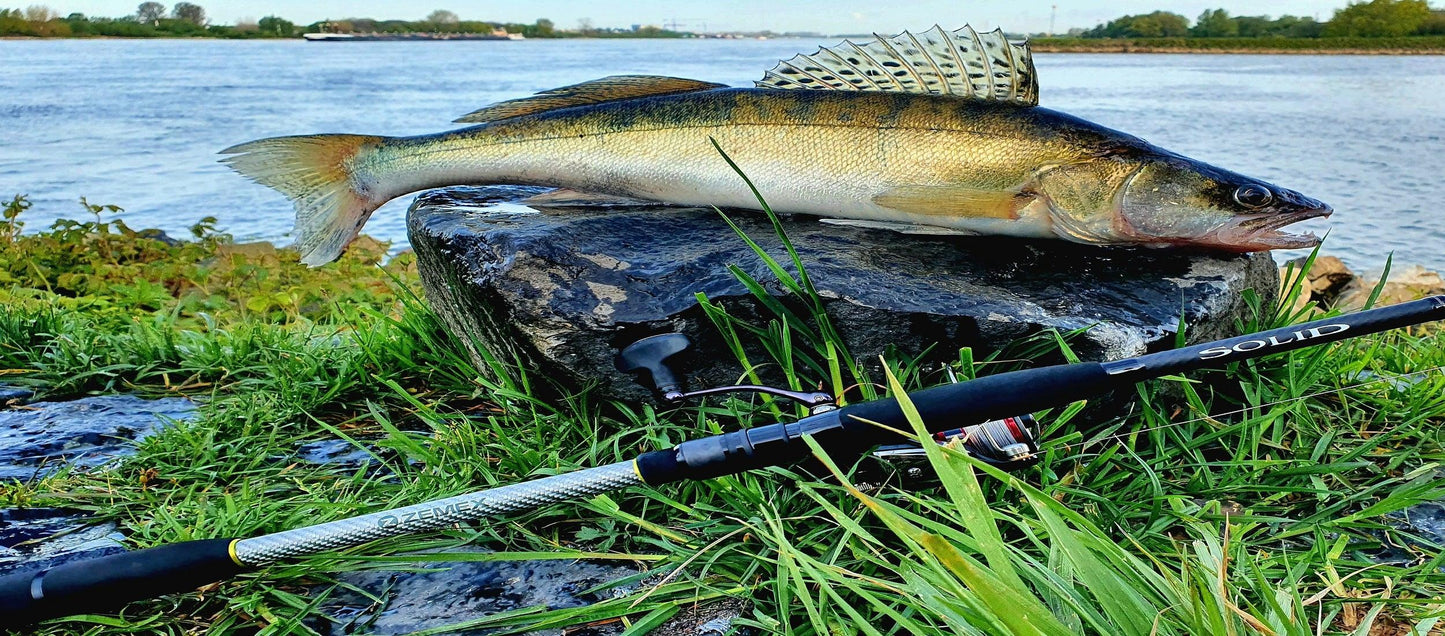 ZEMEX Solid - SP-Fishing
