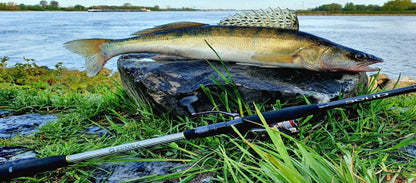 ZEMEX Solid - SP-Fishing